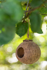 Bird's Nest Coconut - (10777)